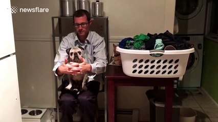 Pug plays peekaboo