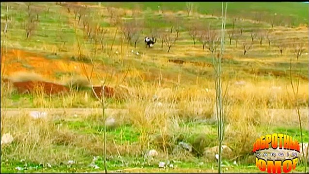 Добротный юмор (анекдоты) - Разрешение на охоту