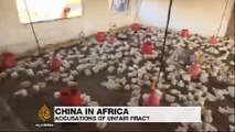 Zambia poultry farmers expect a boom after Chinese farmers ban