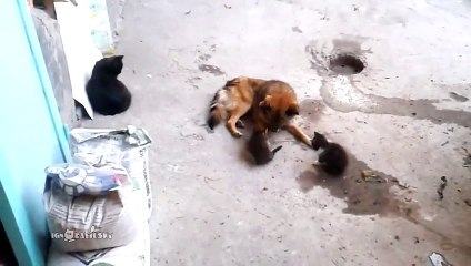 Un chien joue avec des chatons