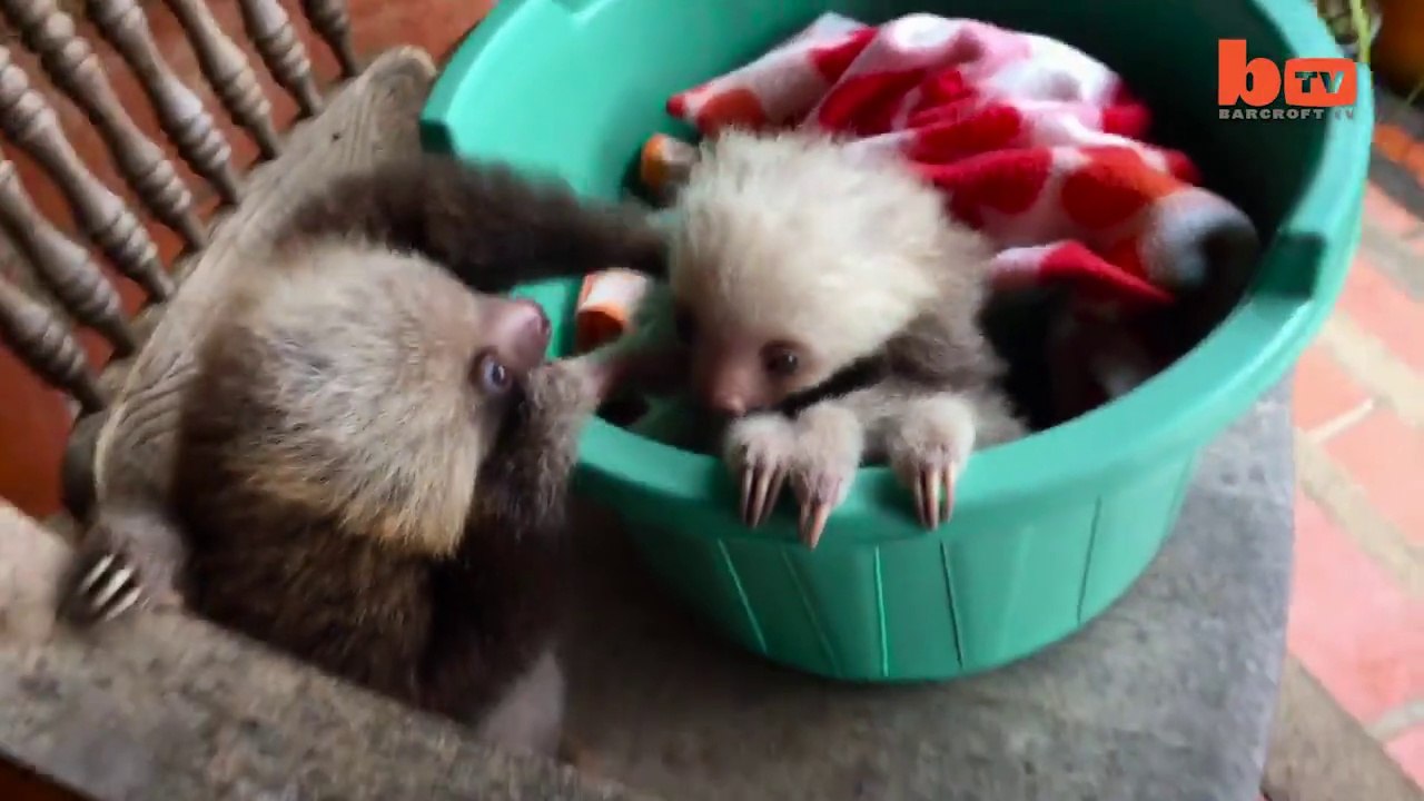 Des bébé paresseux apprennent à grimper sur des chaises. Adorable