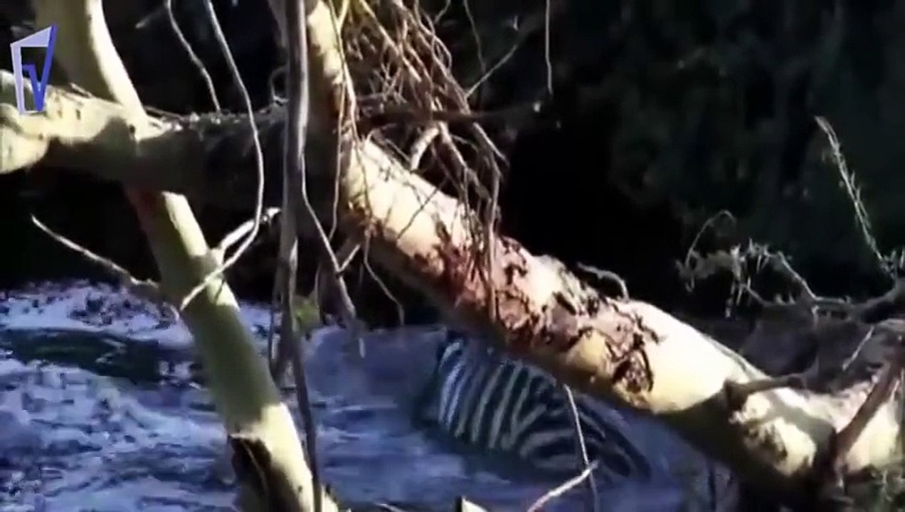crocodile attacks Top 10 HD