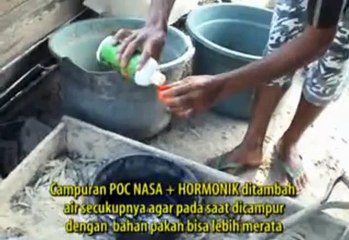 Budidaya ikan Nila