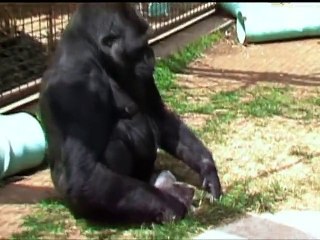 A conversation with koko the gorilla