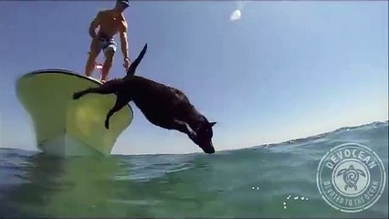 Ce labrador est un bon pêcheur de homard en mer ! Impressionnant !