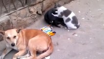 Funny Cats Massaging and Petting Dogs