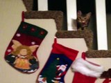 Sneaky Cat Steals Christmas Stocking