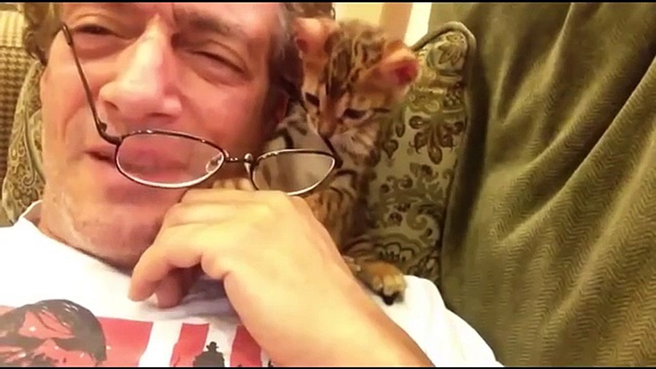 Chats amusant. funny cats