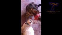 The cats are jealous - jealous funny cats and cats (compilation)