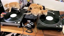 Kittens disc jockeys. Three funny kitten