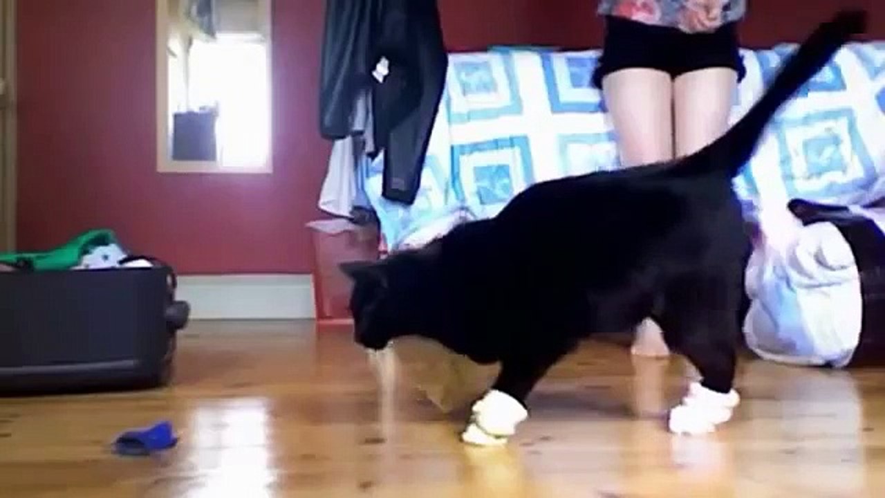 Gatos em botas. Gato engraçado no sapato