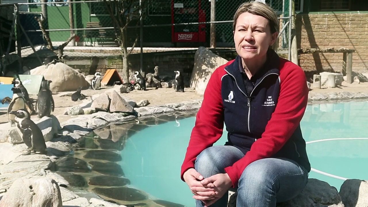 Mysteriöses Sterben der Brillenpinguine