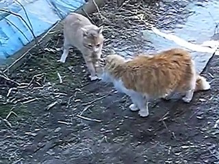 Gatos dividir o território. Conversação dois gatos engraçados