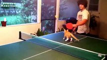 Gatos que jogam ping pong. Gatos e tênis de mesa