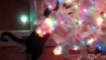 Cats decorar a árvore de Natal. Gatos engraçados e árvores de Natal