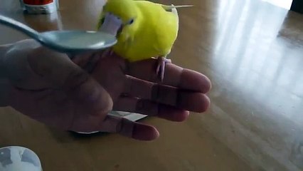 Alimentando papagaio. Pequeno comer papagaio albacora