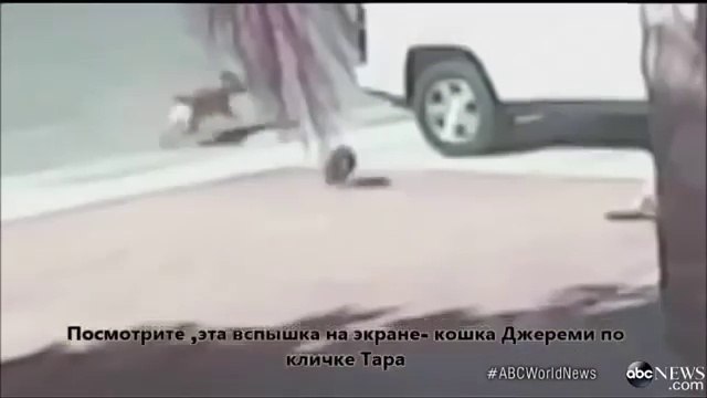 Кошка защищает мальчика от бешеной собаки!
