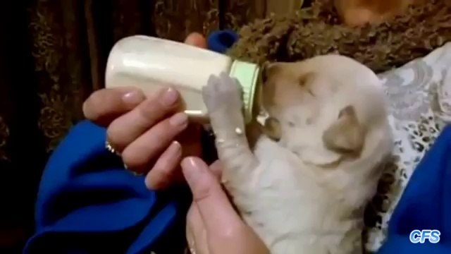 Alimentando filhotes. Filhotes de cachorro engraçados que bebem de um frasco