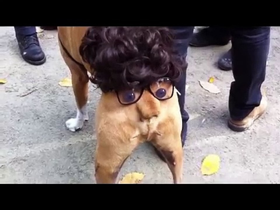 Trajes para cães. Trajes engraçados do cão