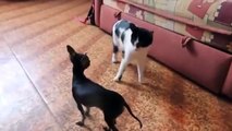 Gato quiere atacar al perro. Perro contra gato
