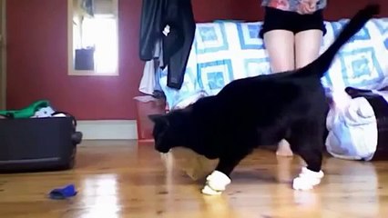 Los gatos con botas. Gato divertido en el zapato