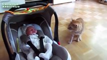 Gatos primero ver los bebés. Gatos y niños divertidos