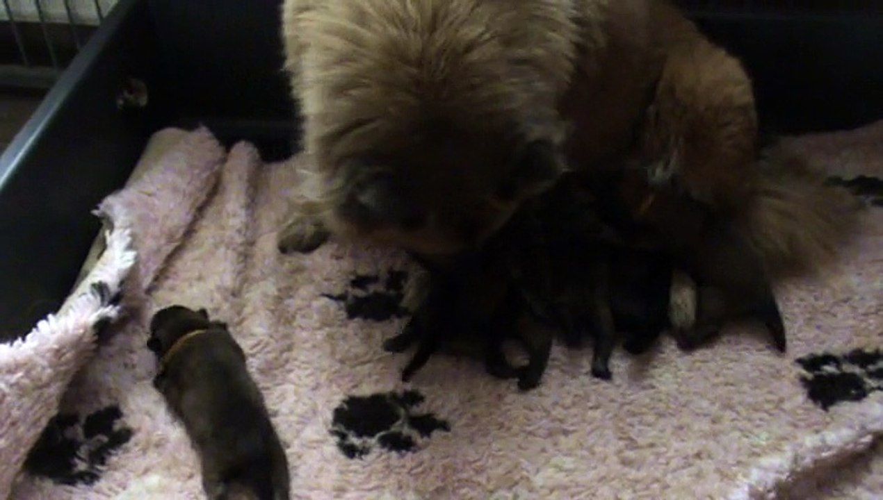 2015.12.05 Les bébés