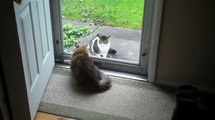 Gatos detrás de vidrio. Gatos y vidrio divertidos