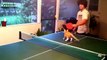 Los gatos están jugando ping-pong. Gatos y tenis de mesa