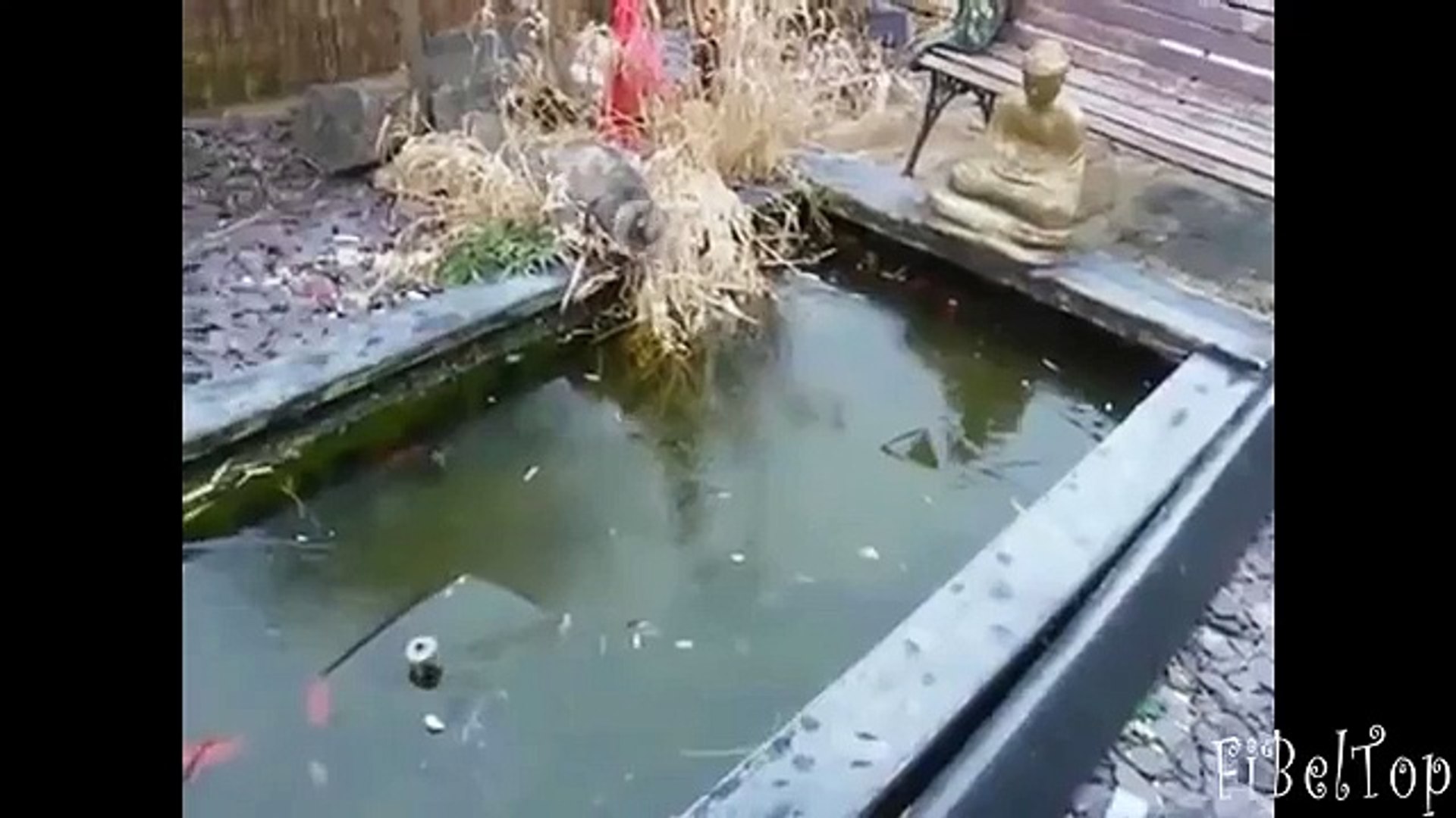 Cat Entertainment. funny cats