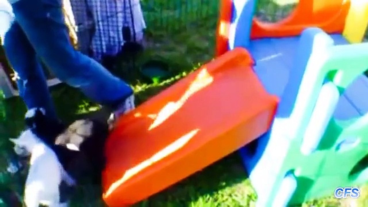 Les chèvres ont du plaisir. Drôle fun de chèvre