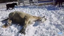 Chevaux jouent dans la neige. Drôle cheval du sport d'hiver