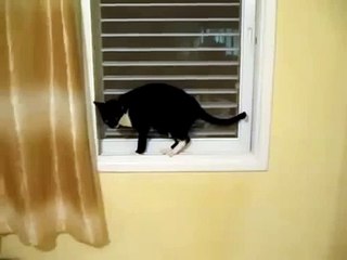 Cat enregistre ses pattes. Funny cat prend soin de votre santé