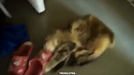 Cat pris. Espadrilles drôles de chat