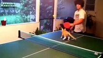 Chats jouant au ping-pong. Chats et tennis de table