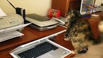 Chats contre les imprimantes - chats amusants et drôles (collecte)