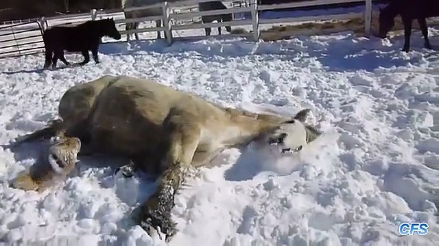 Кони играют в снегу. Смешные лошади резвятся зимой