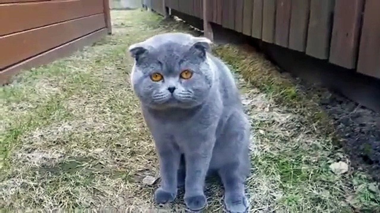 Кот ругается на хозяйку. Смешной кот разговаривает