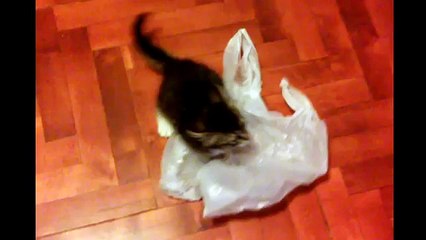Котёнок и пакет. Забавные коты играют с пакетом