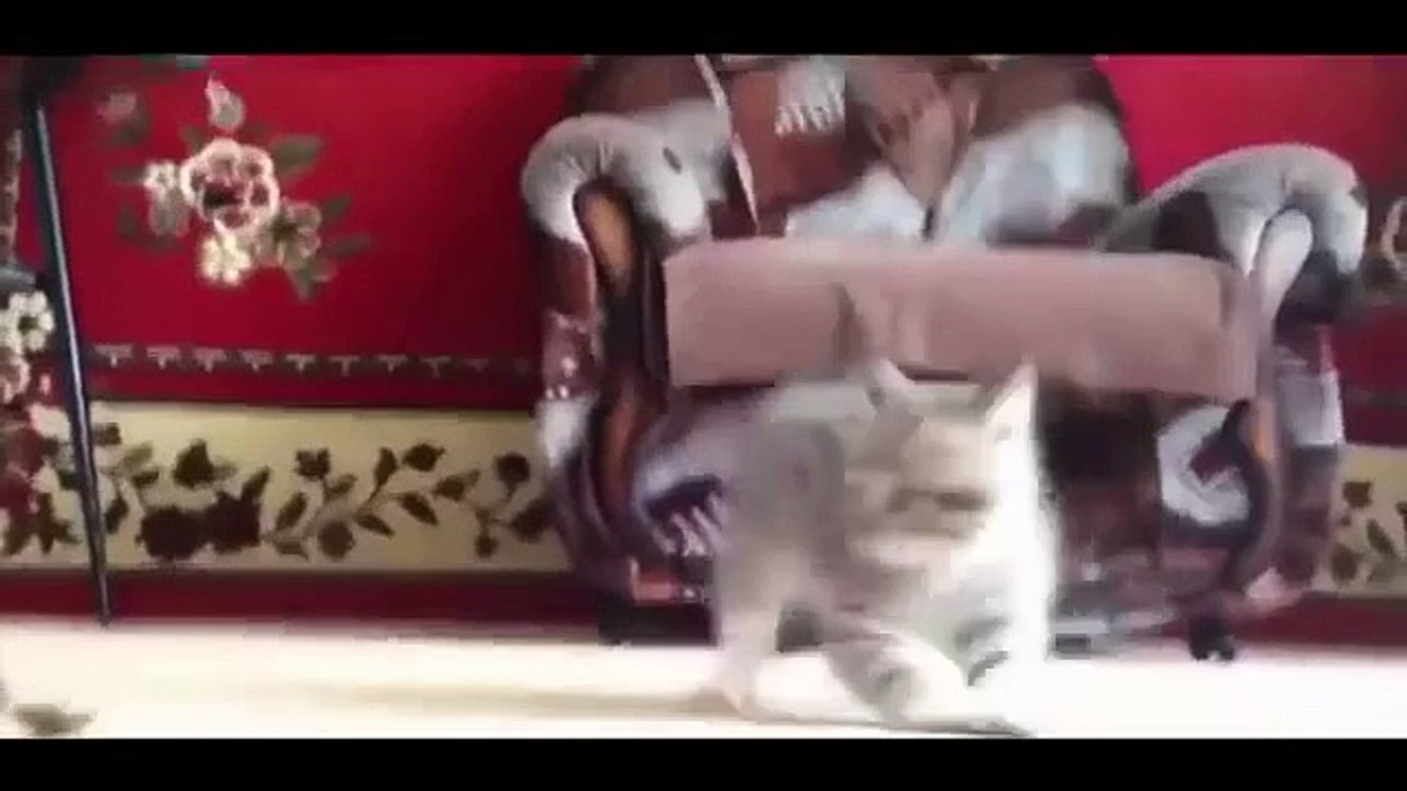 Котёнок против черепахи. Смешной кот и невозмутимая черепаха
