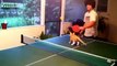 Коты играют в пинг понг. Кошки и настольный теннис