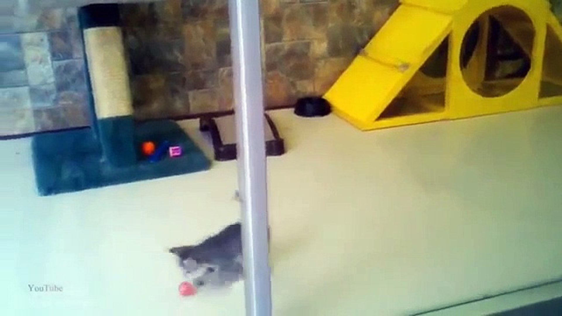 ⁣Кошачье веселье. Смешные коты