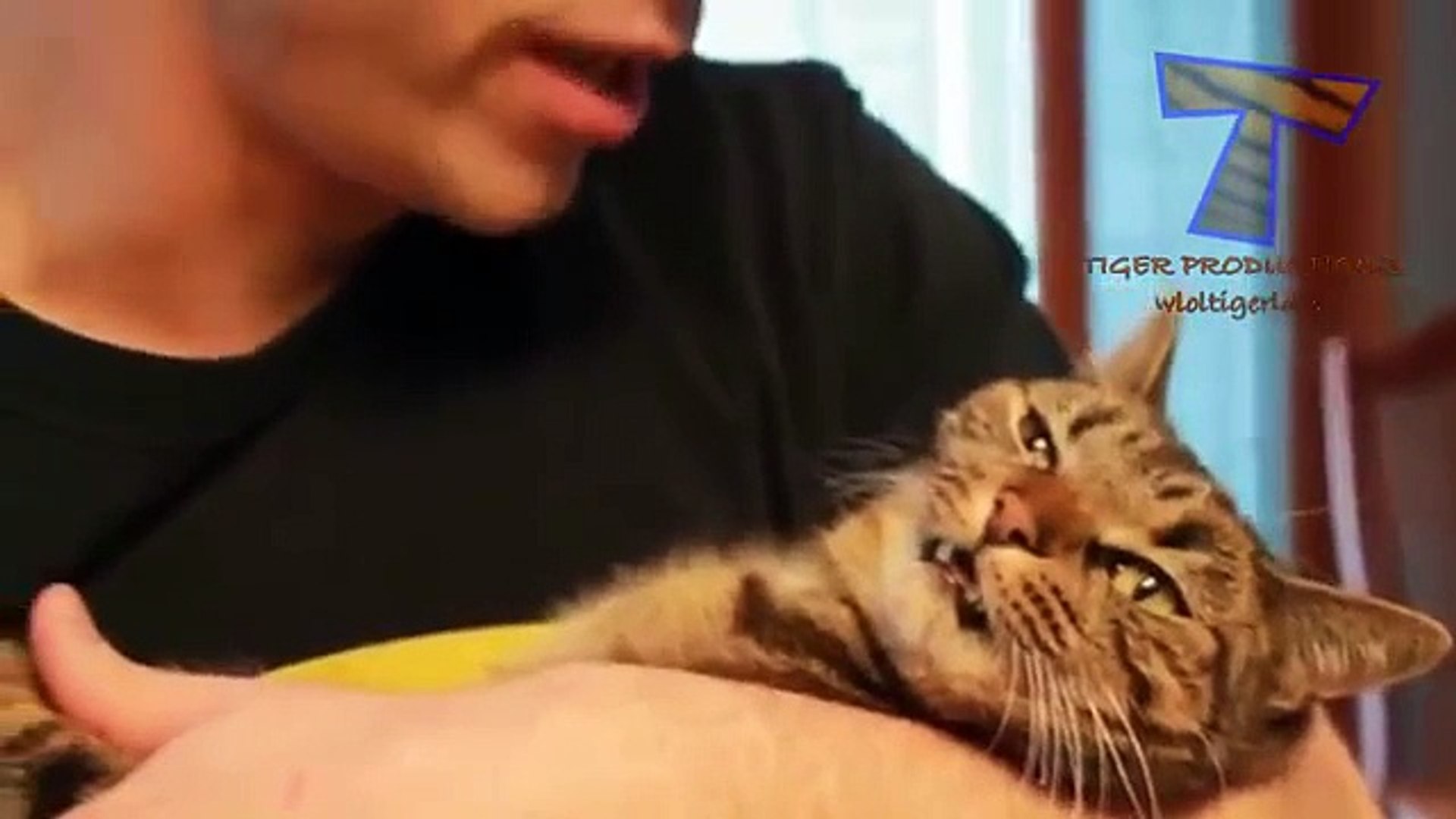 ⁣Кошек отказываются от ласки и поцелуев - забавные и смешные кошки (компиляция)