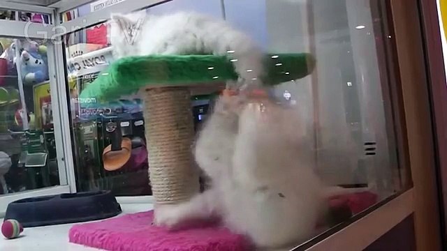 Кошка играет с чужим хвостом. Смешные кошки