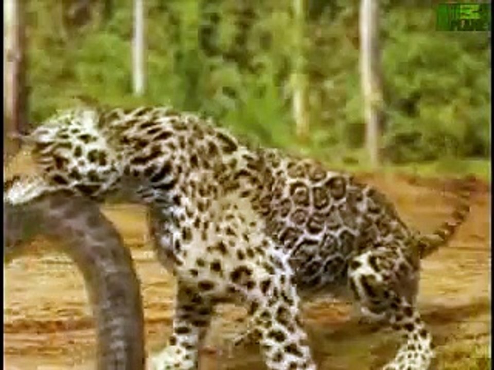 Animal Face-Off  Anaconda vs. Jaguar