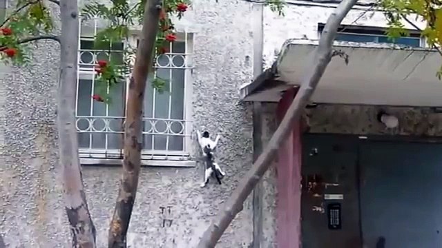 고양이 등반과 산악인. 고양이와 함께 재미 재미