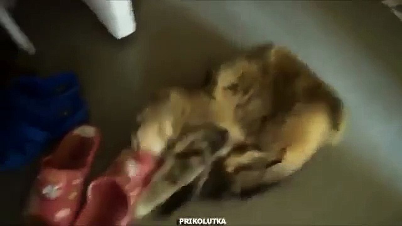 고양이 잡았다. 재미 고양이 운동화