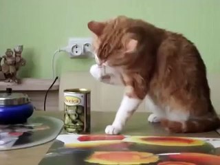 猫は瓶と犬恥ずかしいからオリーブを食べます。おかしい猫と犬