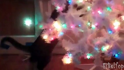 猫はクリスマスツリーを飾ります。おかしい猫とクリスマスツリー