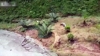 Большая Ящерица нападает на Собаку